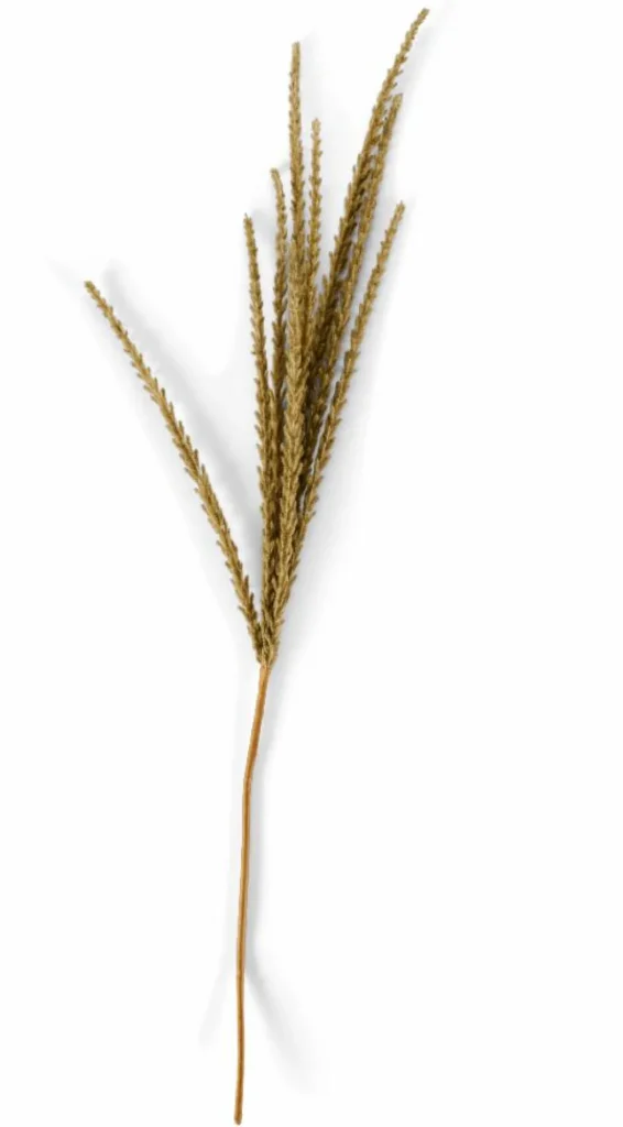 Best CASA GOLDENROD Caule Branco