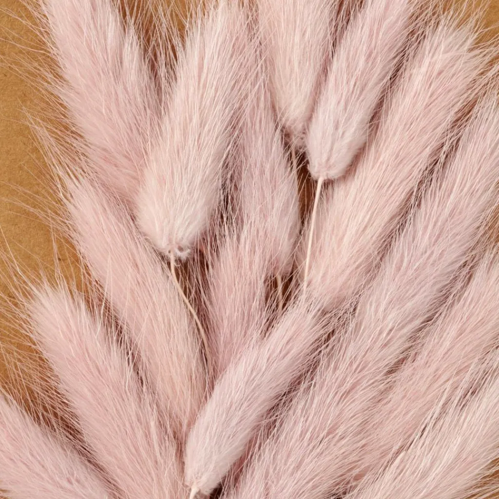 Cheap CASA MINA Deco Seca Rosa