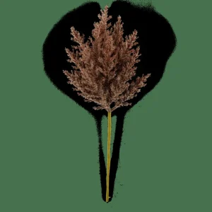 New CASA PLUME Caule Com Plumas Castanho