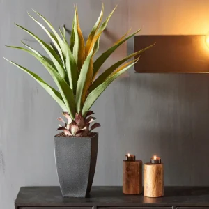 Clearance CASA VERA Aloé Vera Verde